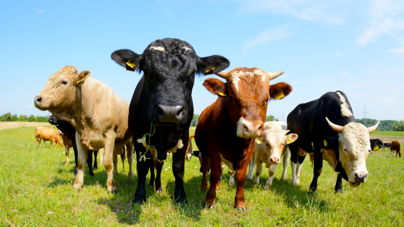 Sombra e produtividade podem andar juntas no campo — é o que defende Aldo Vendramin ao falar de arborização rural.

